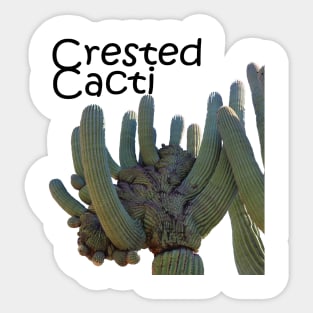 Crested Cacti Sticker